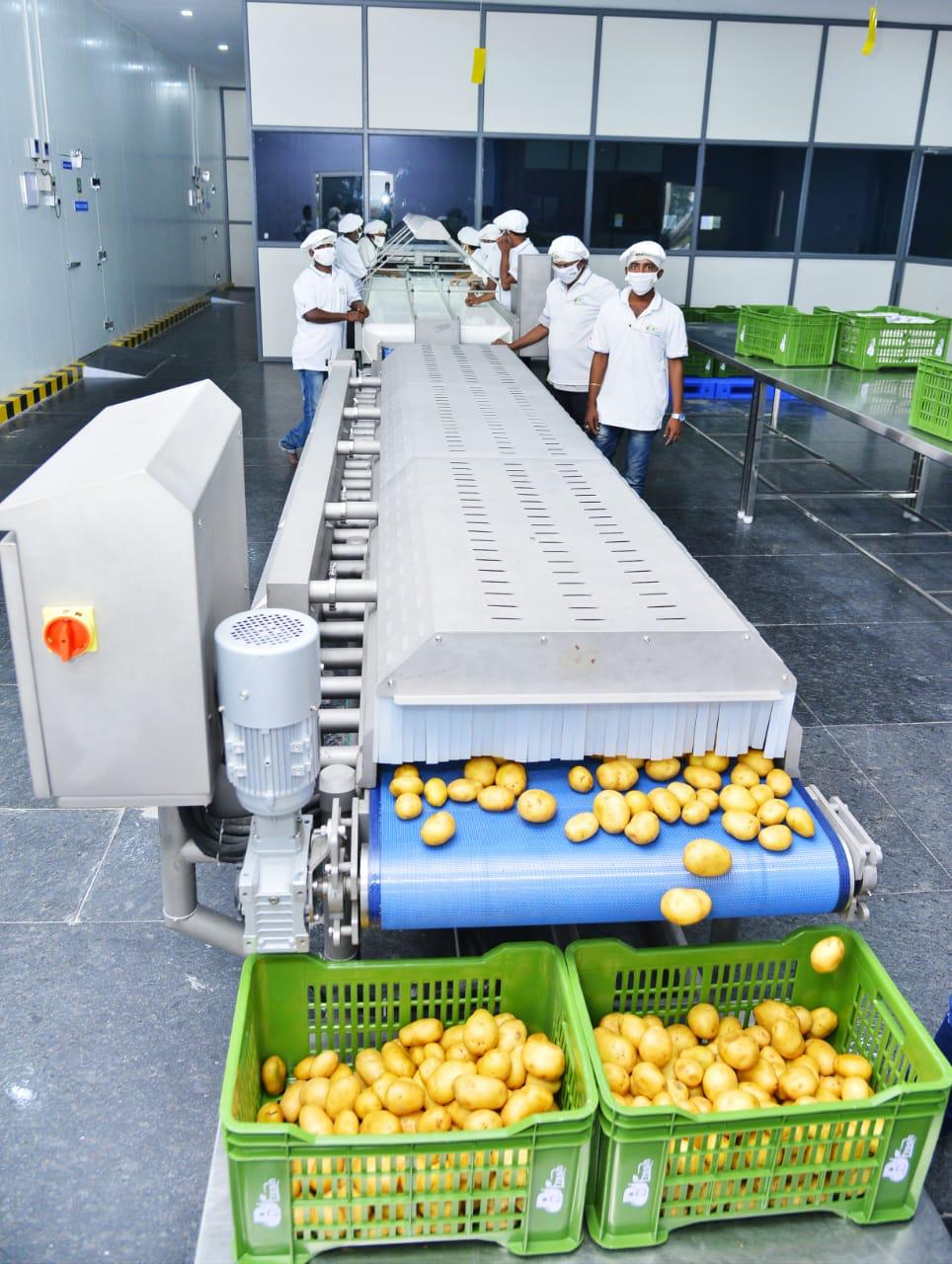 Alphonso Mangoes - Premium export grade